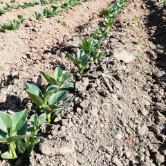 Filari di giovani piantine di fave appena spuntate dal terreno, mostrando come si piantano le fave per una futura raccolta.
