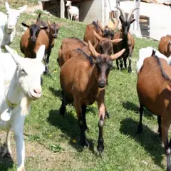 Un gregge di capre, tra cui alcune bianche e altre marroni, pascola su un prato verde. Sembra una riunione di tutte le razze di capre italiane.