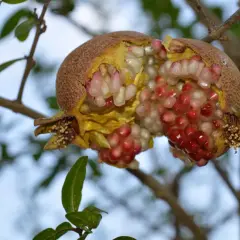 Un melograno aperto mostra i suoi chicchi succosi, alcuni ancora pallidi, altri rossi, come se i melograni maturassero dopo la raccolta, appesi a un ramo.
