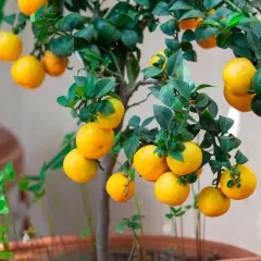 Un rigoglioso albicocco in vaso, carico di frutti gialli e verdi, promette un raccolto succoso.