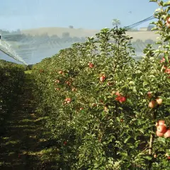 Filare di alberi di mele sotto una rete protettiva. Alcune mele rosse pendono dai rami, promettendo un sapore dolce, ma attenzione alla potenziale **butteratura amara**.