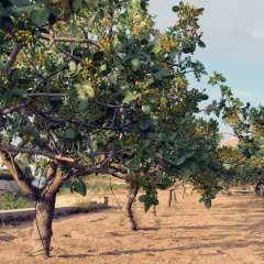Filari di alberi di pistacchio carichi di frutti, un paesaggio tipico di dove cresce il pistacchio in Italia, con terreno sabbioso e cielo azzurro.