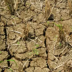 Terreno arido e screpolato, residui secchi di raccolto e qualche timida piantina verde. La stanchezza del terreno è evidente, un paesaggio che attende la pioggia.