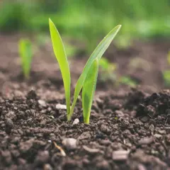Germogli verdi emergono dal terreno fertile, simbolo del significato biotico della vita che si rinnova.
