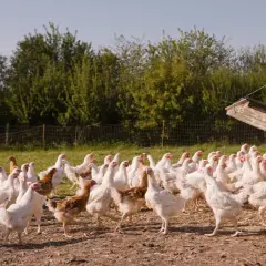 Un gruppo di galline bianche e marroni si muove liberamente in un recinto per l'allevamento galline all'aperto, con un pollaio sullo sfondo.