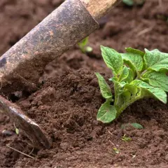 Attrezzo da giardinaggio che aiuta nella rincalzatura patate, accumulando terra attorno al giovane fusto per favorirne la crescita.