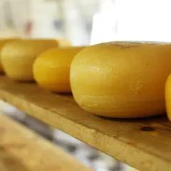 Formaggi tipici campani in lavorazione, rotondi e dorati, riposano su una mensola di legno, pronti per essere gustati.
