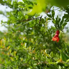 Un bocciolo rosso acceso, segno che quando fiorisce il melograno, la natura si veste di promesse.