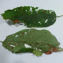 Foglie di ciliegio con macchie brune e fori, segni di corineo.