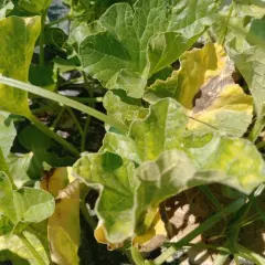 Foglie di pianta melone, alcune verdi e rigogliose, altre ingiallite e con macchie scure, segno di un'estate intensa.