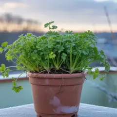 Un vaso di prezzemolo rigoglioso sul balcone, con brina che decora il davanzale. La semina prezzemolo è un successo, nonostante il freddo.