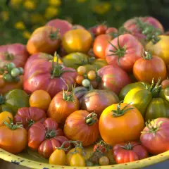 Un cesto pieno di pomodori di ogni colore e forma, un'esplosione di qualità di pomodori freschi e succosi, pronti per essere gustati.