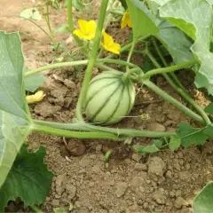 Un piccolo melone giallo, ancora acerbo, cresce tra le foglie verdi e i fiori gialli. È il suo periodo di sviluppo.