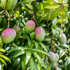 Frutti di mango maturi e verdi pendono dai rami rigogliosi, un segno della prospera agricoltura tropicale.