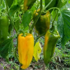 Pianta di peperoni con frutti verdi e gialli, alcuni ancora acerbi. L'altezza della pianta peperone è ideale per la raccolta.
