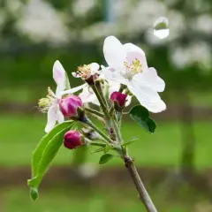 Un ramo di fiori di melo, con boccioli rosa e petali bianchi, annuncia che quando fiorisce il ciliegio, la primavera è arrivata.