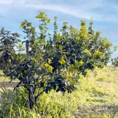 Un giovane albero di limoni in un campo soleggiato, pronto per quando si raccolgono i limoni.