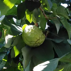 Annona verde su un ramo, tra foglie lussureggianti. Ci si chiede dopo quanti anni fruttifica l'annona, ma questa è già pronta per essere raccolta.