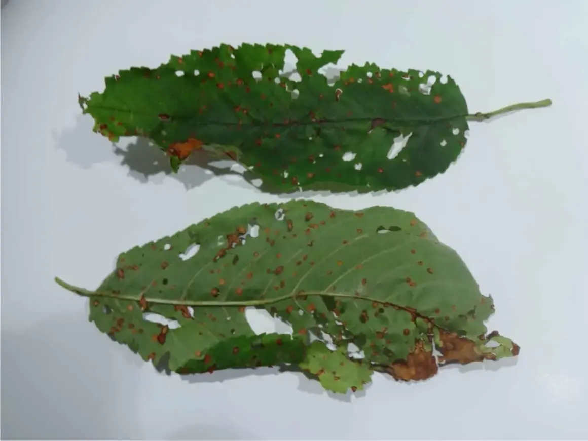 Foglie di ciliegio con macchie brune e fori, segni di corineo.