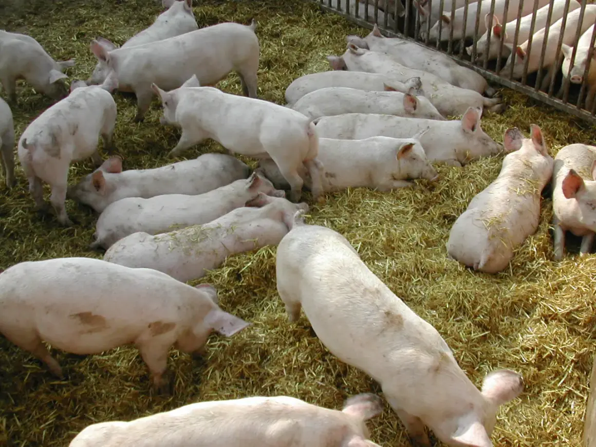 Un gruppo di maiali rosa riposa su un letto di paglia. Alcuni sono sdraiati, altri in piedi, tutti sembrano tranquilli.