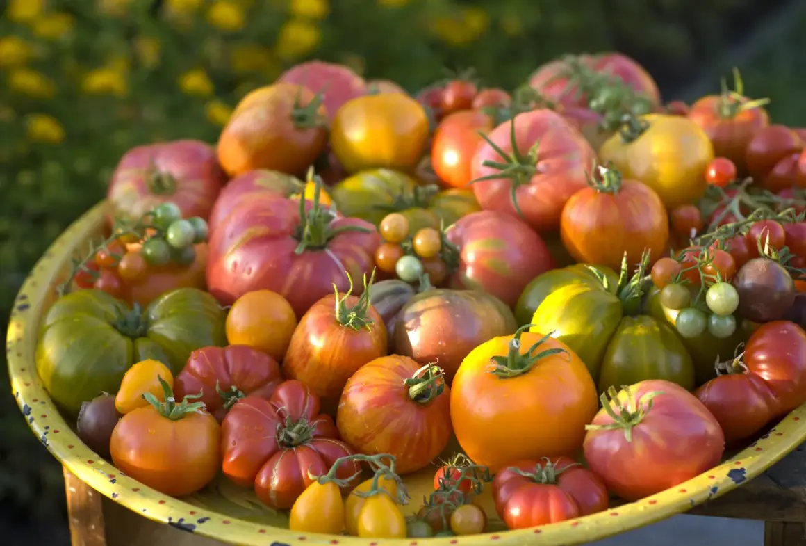Un cesto pieno di pomodori di ogni colore e forma, un'esplosione di qualità di pomodori freschi e succosi, pronti per essere gustati.