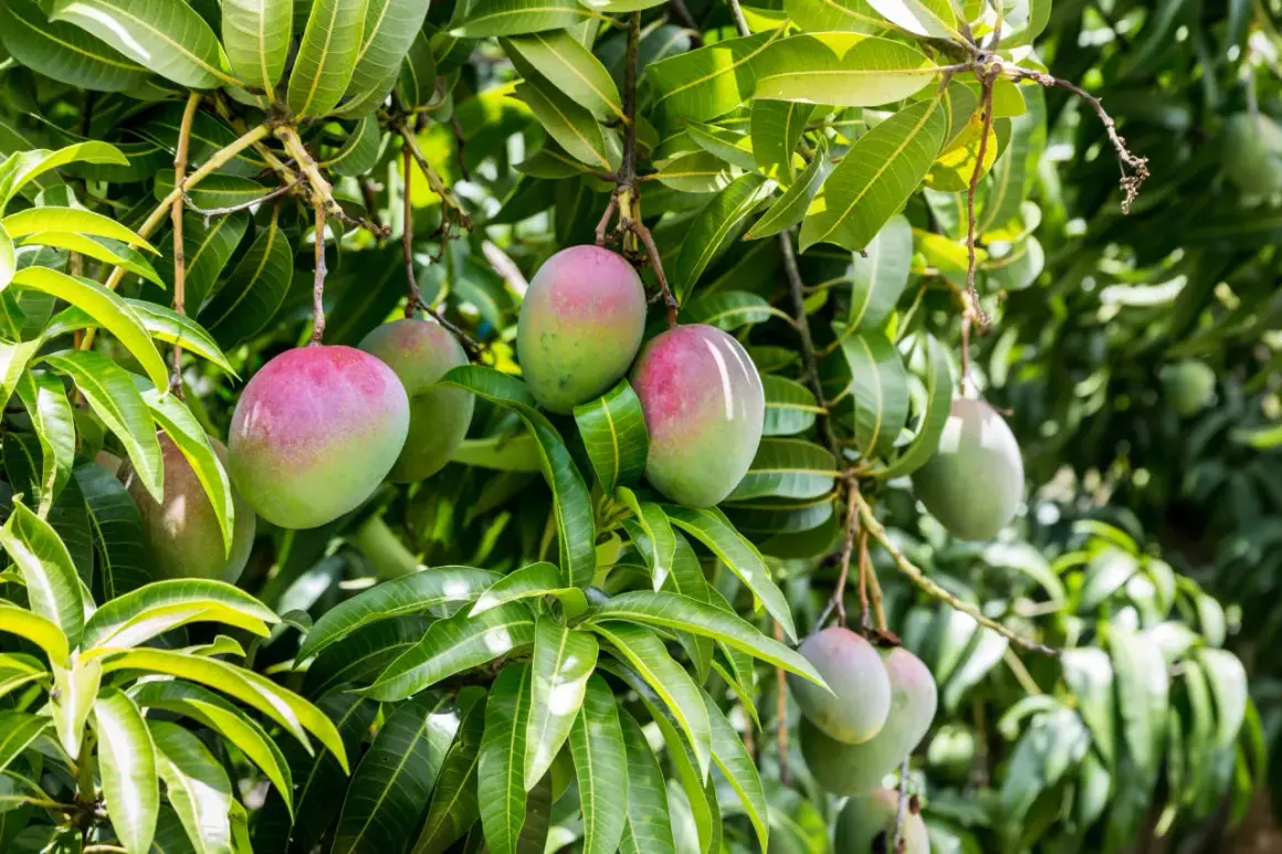 Frutti di mango maturi e verdi pendono dai rami rigogliosi, un segno della prospera agricoltura tropicale.