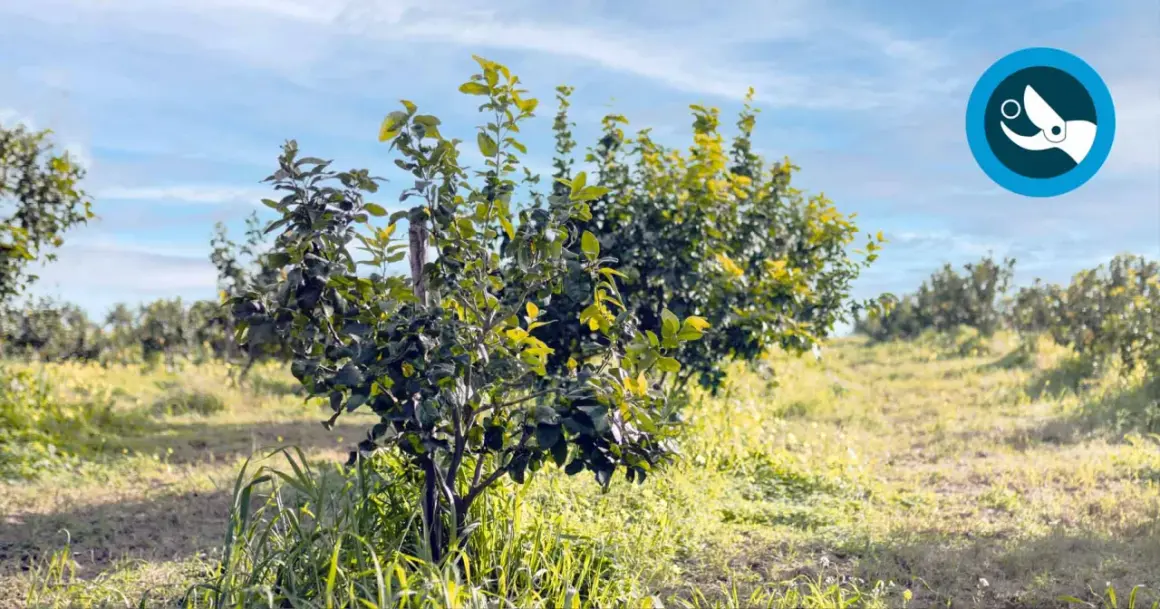 Un giovane albero di limoni in un campo soleggiato, pronto per quando si raccolgono i limoni.