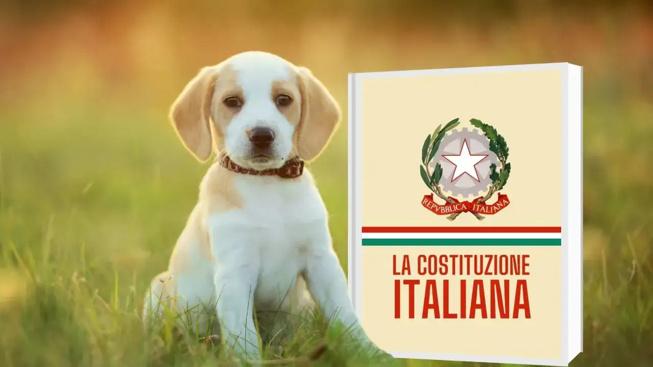 Costituzione animale - La chiave per l'allevamento rurale