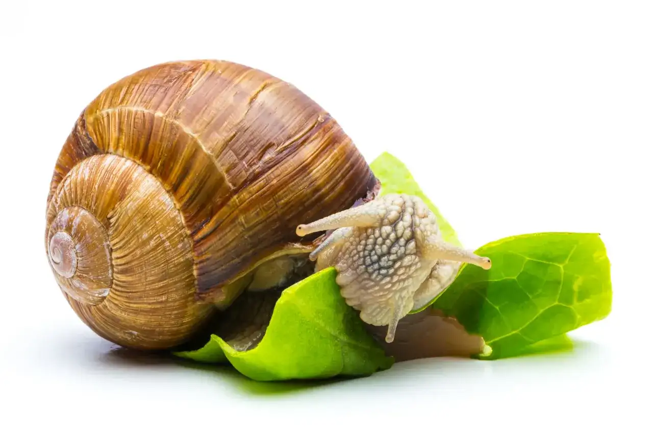 Cosa mangiano le lumache? La dieta perfetta in allevamento
