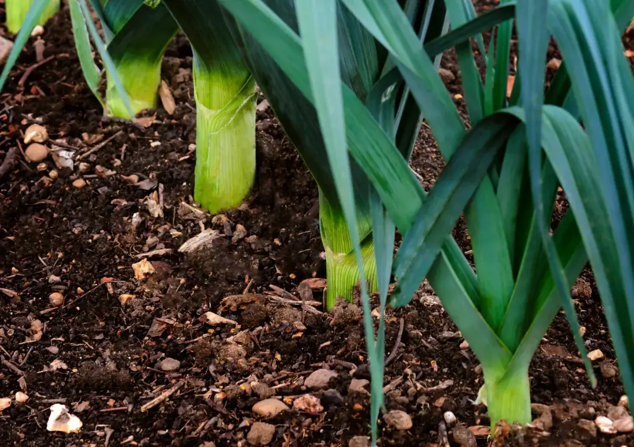 Porri verdi che crescono nel terreno fertile, pronti per essere raccolti.