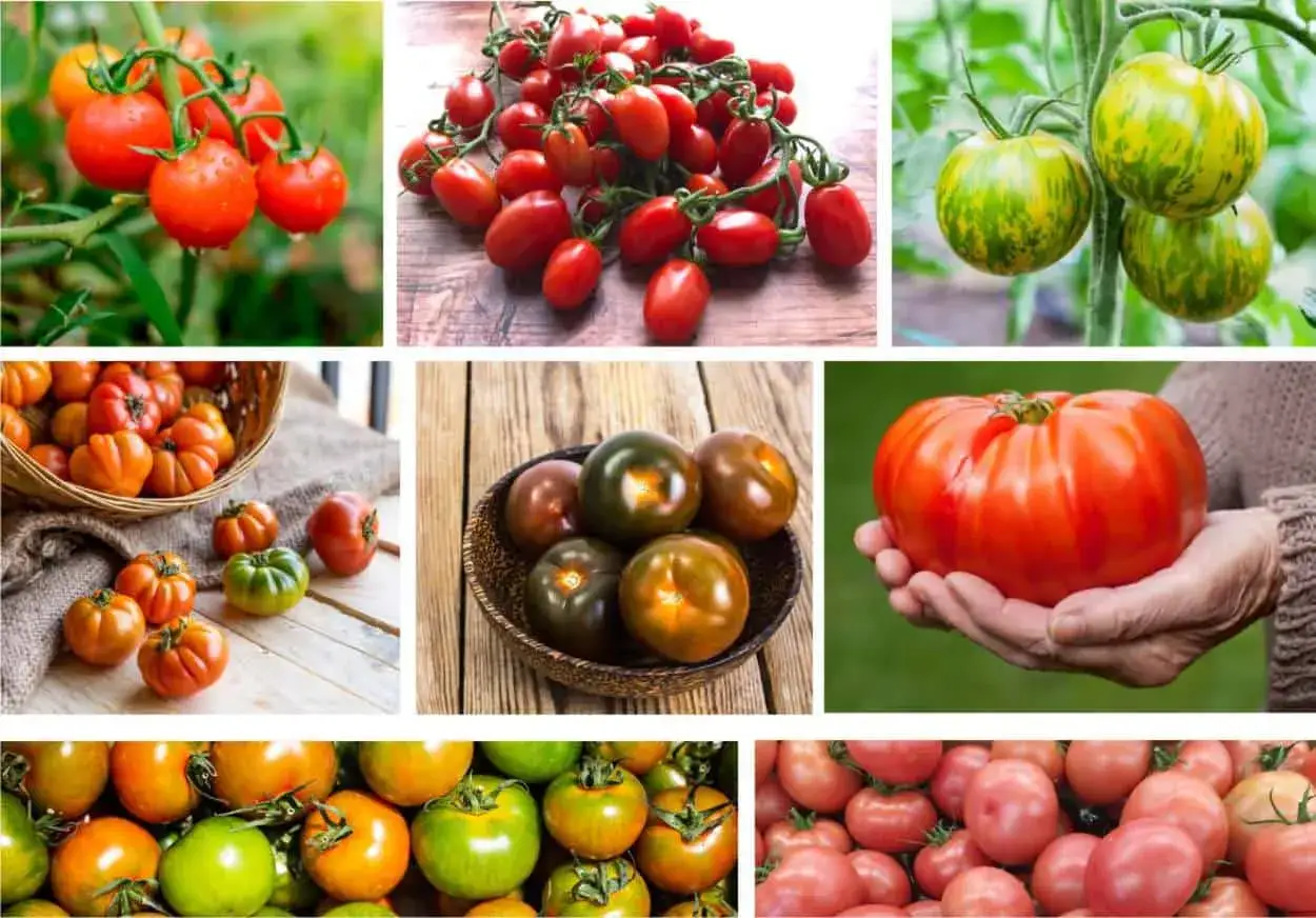 Un collage di immagini mostra la straordinaria varietà e qualità di pomodori: ciliegino, a grappolo, verdi striati, scuri e un grande pomodoro da insalata tenuto in mano.