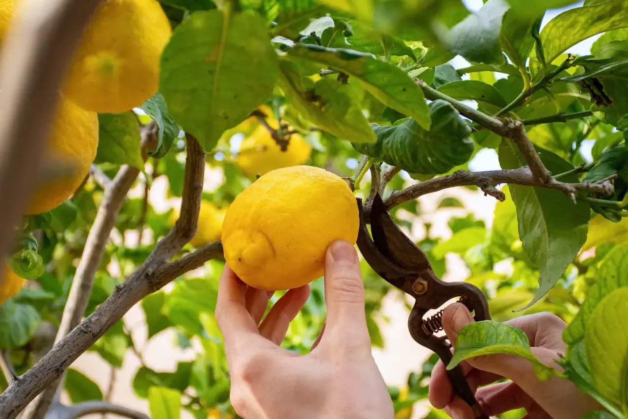 Mano che raccoglie un limone maturo da un albero con cesoie, momento perfetto quando si raccolgono i limoni.