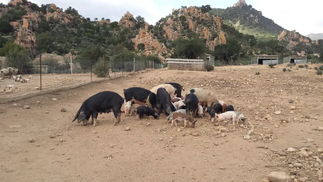 Un gruppo di maiali, grandi e piccoli, pascola in un recinto con montagne rocciose sullo sfondo.