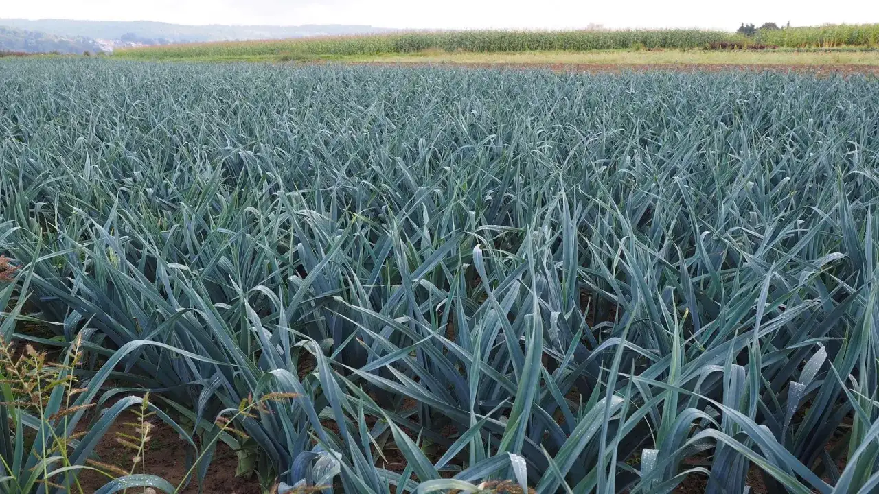 Vasto campo di porro verdura, con lunghe foglie blu-verdi che si estendono all'infinito sotto un cielo nuvoloso.