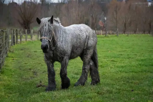Cavallo da tiro in azienda? Guida completa: razze, costi, lavoro
