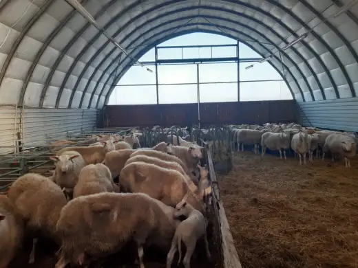 Allevamento ovino da carne - Guida pratica per massimizzare i profitti
