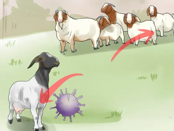 Mastite capre - Rimedi naturali o veterinario? La guida pratica