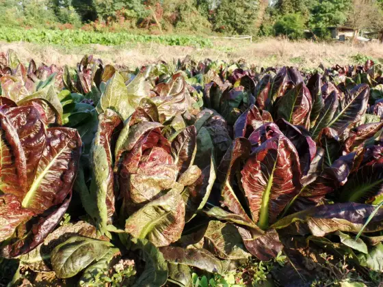 Radicchio: la vera stagionalità e come coltivarlo al meglio