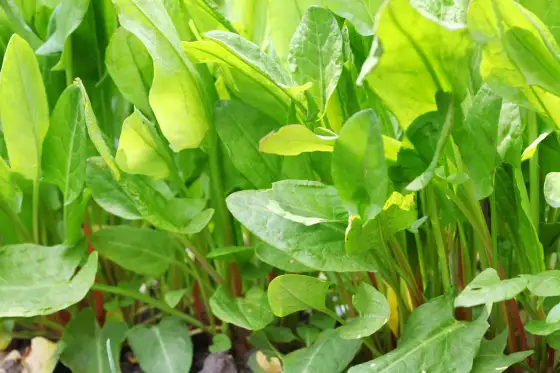 Acetosa selvatica - Coltivazione, raccolta e uso in cucina