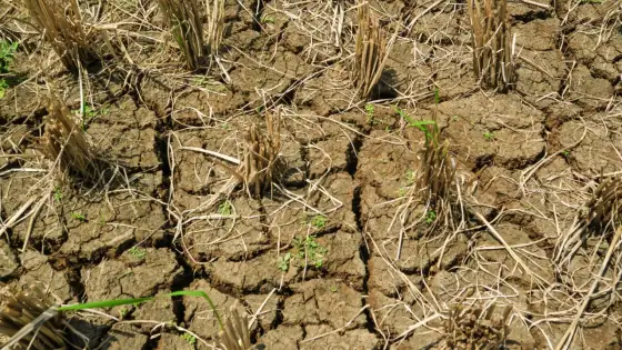 Terreno stanco - Recupera produttività e fertilità del suolo