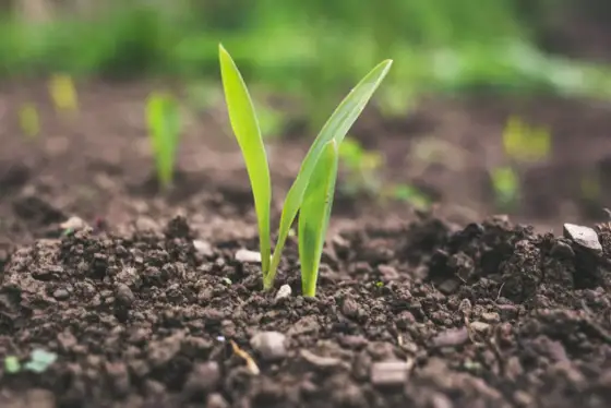 Biotico in agricoltura - La chiave per un suolo fertile?
