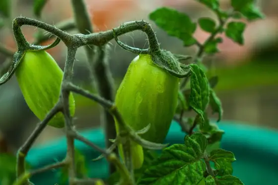 Pomodori in vaso - La guida completa per raccolti top
