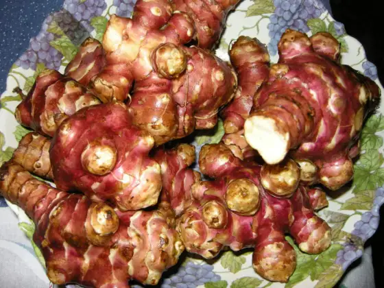 Topinambur - Quando raccogliere per sapore e conservazione?